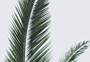 Palmekål – en mangfoldig grøntsag til enhver lejlighed